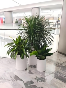 宁波奉化花卉出租服务好